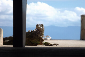 green iguana with the head on the left  side behind a black leg chair and shady ground in front and mountains,sky and clouds of background