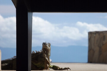 green iguana looking to the camera behind a black leg chair and mountains,sky and clouds of background