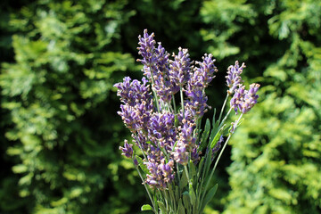 Bunch of fresh lavender flowers on natural green defocused background. 