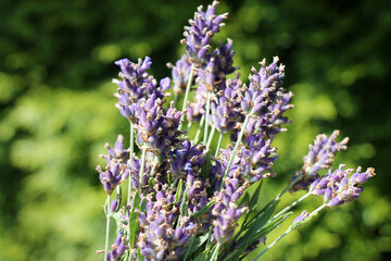 Bunch of fresh lavender flowers on natural green defocused background. 