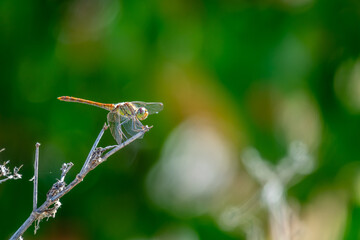 dragonfly on a branch