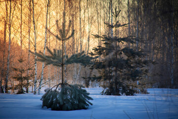 Winter landscape with the forest and sunny sunrise.