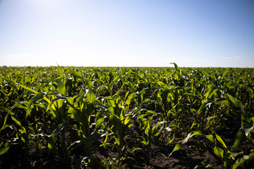 Corn in the field close-up, fodder corn for livestock.