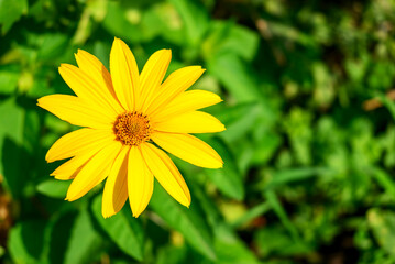 Aster golden wild close-up on a background of green grass