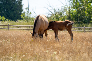 Fototapeta premium horse and foal in an orange field on a sunny day. Baby horse near a mother.