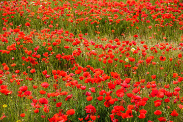 Papaver rhoeas, amapola silvestre, Porreres, Mallorca, islas baleares, Spain