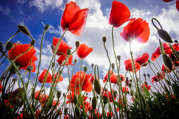Obraz premium Papaver rhoeas, amapola silvestre, Porreres, Mallorca, islas baleares, Spain