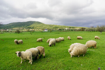 rebaño de ovejas cerca de Vrhovine, parque nacional plivitze, Croacia, europa