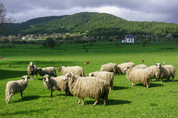 Obraz premium rebaño de ovejas cerca de Vrhovine, parque nacional plivitze, Croacia, europa