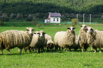 rebaño de ovejas cerca de Vrhovine, parque nacional plivitze, Croacia, europa