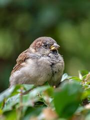 A sparrow sitting on a bush with a leaf in its beak