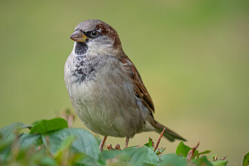 A sparrow sitting on a bush