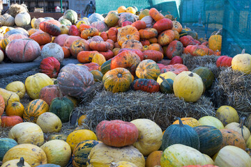 Colorful pumpkins after vegetable harvest season. Halloween preparation. Happy Halloween. Pumpkin...