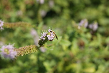 SONY DSC