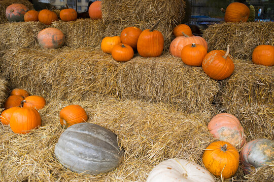 Beautiful pumpkins on haystacks. Autumn festival, Halloween. Festive decor.