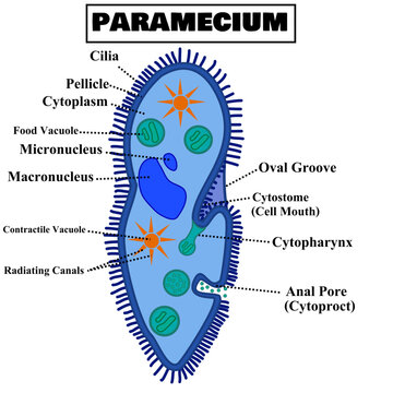 Structure of paramecium caudatum or paramecia with organelles.Ingohraphic for science or biology.Anatomy diagram.Education chart.Cartoon vector illustration isolated on white background.Flat design.