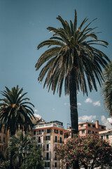 Fototapeta na wymiar Palme in Italien.