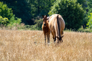Naklejka premium horse and foal in an orange field on a sunny day. Baby horse near a mother.