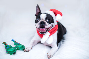 A happy and cheerful Boston Terrier dog in a Santa Claus hat smiles and sticks out his tongue on...