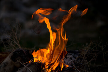 Flame of fire on black background. Fire close-up. Forest fires, burning trees. Firewood by the...