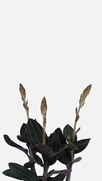 Time lapse of growing and blooming Ludisia discolor flower (Jewel Orchid) isolated on white background, vertical orientation