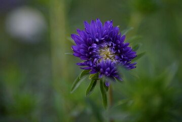asters, pink, flowers, asters pink, autumn, flowers, asters close-up, photo in good quality, photo close-up, background, aster buds, 
purple, school, flowers, white asters