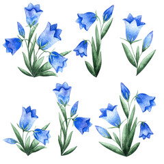 Watercolor hand drawn set of blue colored flower called blue campanula. Buebell flower isolated on white background. Design aquarelle element