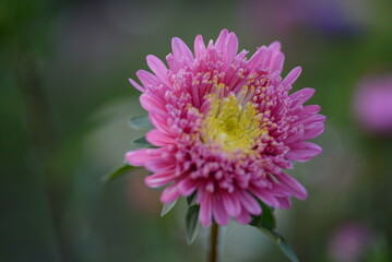 Fototapeta premium asters, pink, flowers, asters pink, autumn, flowers, asters close-up, photo in good quality, photo close-up, background, aster buds, purple, school, flowers, white asters