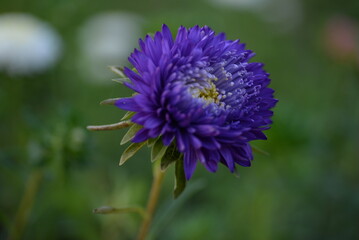 Fototapeta premium asters, pink, flowers, asters pink, autumn, flowers, asters close-up, photo in good quality, photo close-up, background, aster buds, purple, school, flowers, white asters