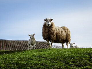 Obraz premium Newborn lamb in Ireland on a sunny day.