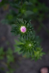 asters, pink, flowers, asters pink, autumn, flowers, asters close-up, photo in good quality, photo close-up, background, aster buds, 
purple, school, flowers, white asters