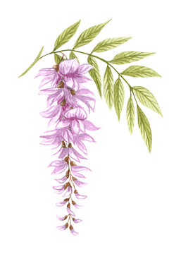 Wisteria flowers on an isolated white background, watercolor illustration, botanical painting, spring clipart