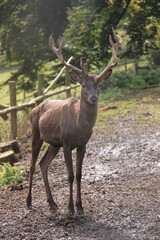 A deer with antlers stands in the enclosure