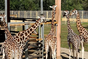 Gordijnen giraffe in zoo © Svitlana