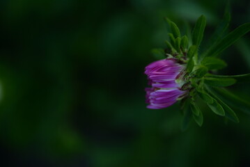 asters, pink, flowers, asters pink, autumn, flowers, asters close-up, photo in good quality, photo close-up, background, aster buds, 
purple, school, flowers, white asters
