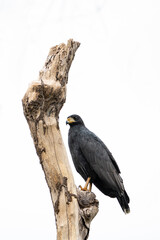 Rapace