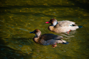 duck on the lake
