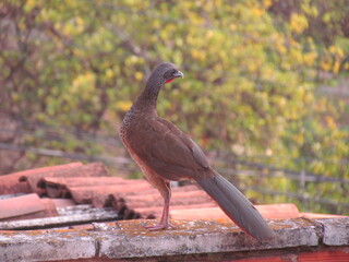 Pava guacharaca