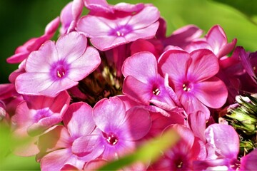 Obraz na płótnie Canvas pink and purple flowers