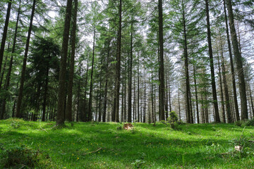 pine forest in Gipuzkoa, Pais Vasco, Spain