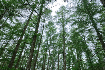 pine forest in Gipuzkoa, Pais Vasco, Spain