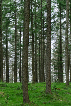 pine forest with a green grassy ground in Pais Vaco, Gipuzkoa