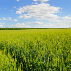 Green field and blue cloudy sky.