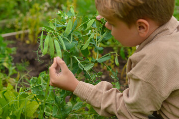 Selective focus boy who plucks a green pod of peas from the garden
