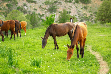 Obraz premium Horse and newborn foal on the background of mountains, a herd of horses graze in a meadow in summer and spring, the concept of cattle breeding, with place for text.