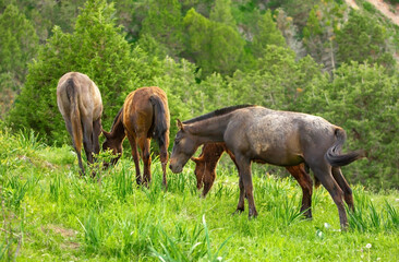 Obraz na płótnie Canvas Horse and newborn foal on the background of mountains, a herd of horses graze in a meadow in summer and spring, the concept of cattle breeding, with place for text.