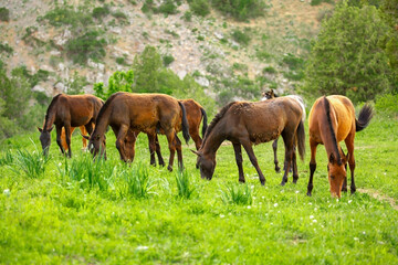 Naklejka na ściany i meble Horse and newborn foal on the background of mountains, a herd of horses graze in a meadow in summer and spring, the concept of cattle breeding, with place for text.