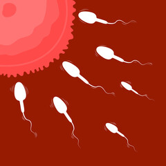 Sperm and egg cell, Fertilization vector