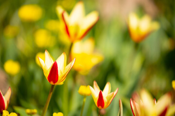 Blooming tulips Kaufman. Field of multi-colored tulips as a concept of holiday and spring. Flowers in a meadow with grass as a background with a place for text and copy space.