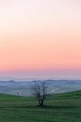 Small tree in Tuscany, Italy, with distant landscape in the background and beautiful dusk sky